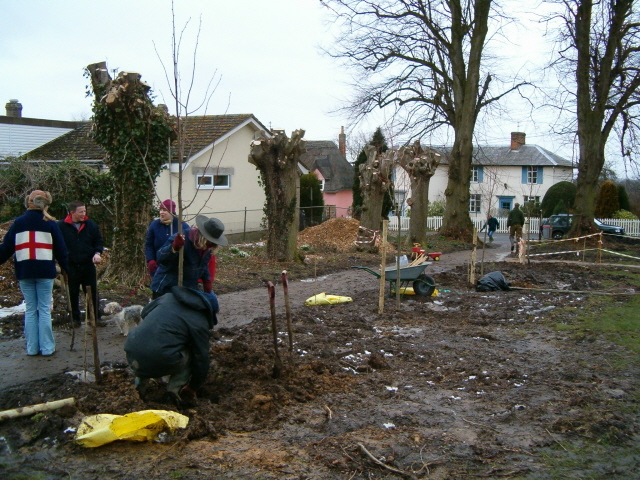 The new Lime trees are planted